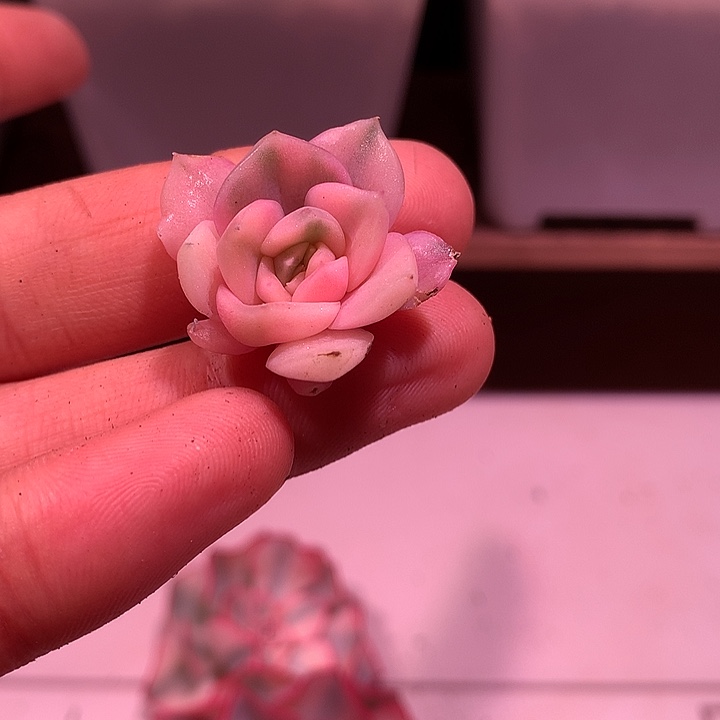 霓裳羽衣锦锦锦锦锦锦锦