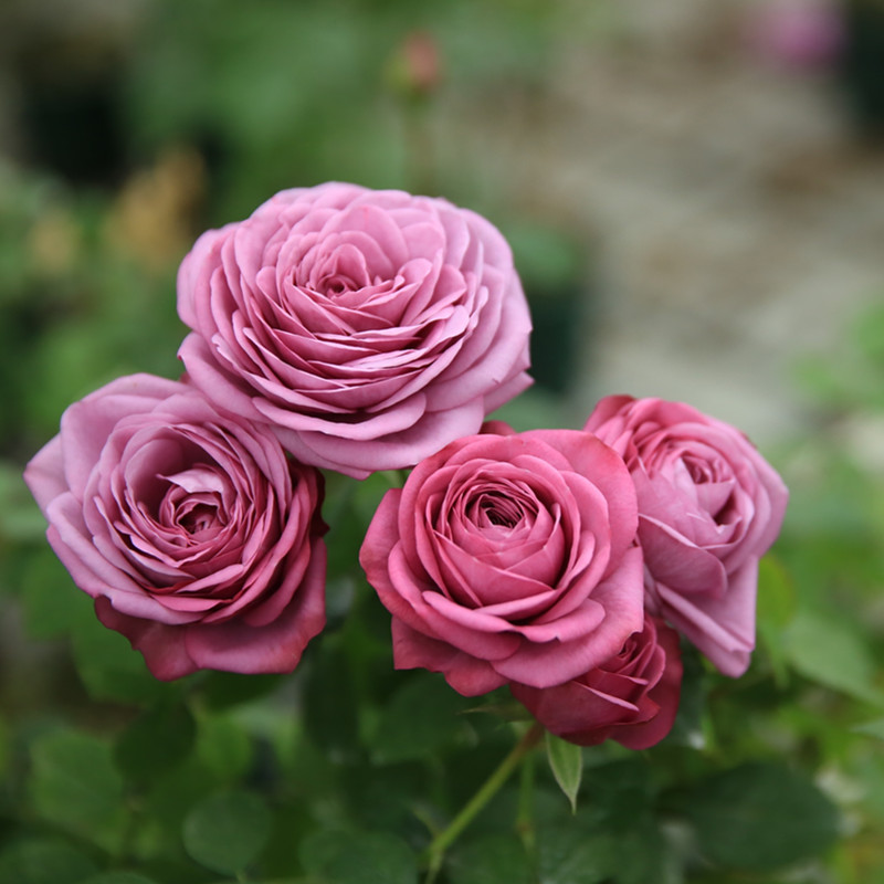 天狼月季 紫色阳台 阳台庭院微型多季节紫色月季盆栽苗