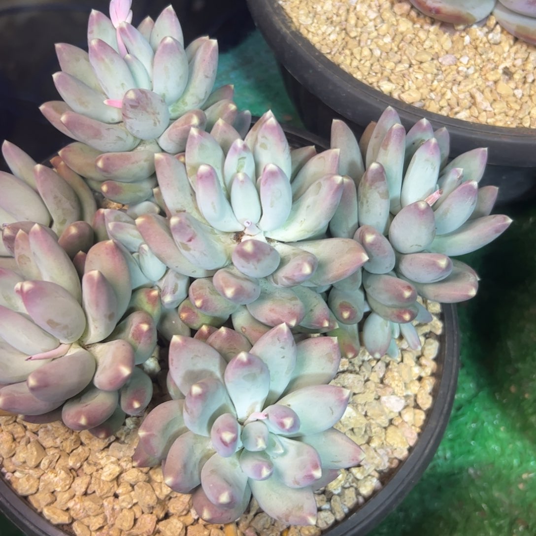 星空美人，一物一拍