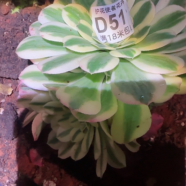 多肉 迈巴赫多肉法师植物