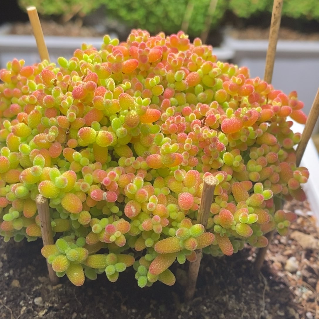 蜜桔糖球枝干杏A683