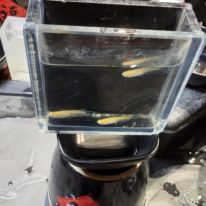 青鳉鱼46号拍品金泊舞鳍