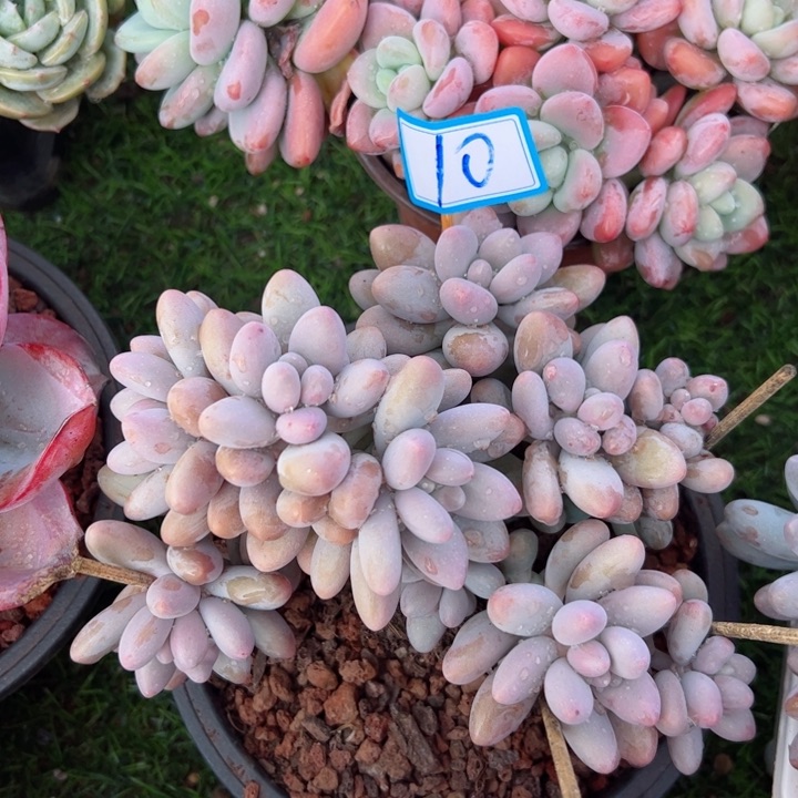 10粉恋平平安安健健康康