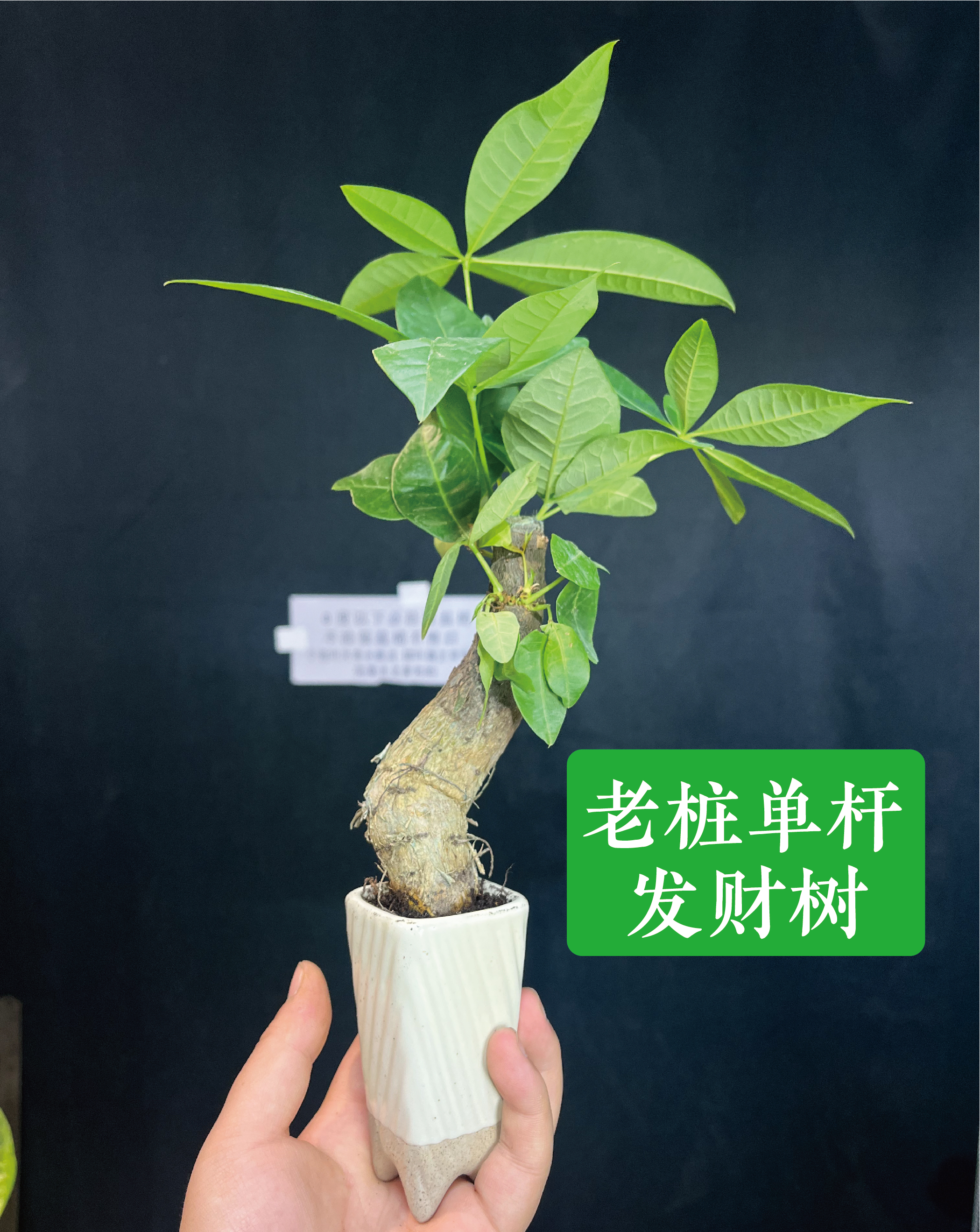 老桩单杆发财树盆栽室内客厅桌面绿植可净化空气招财又好养