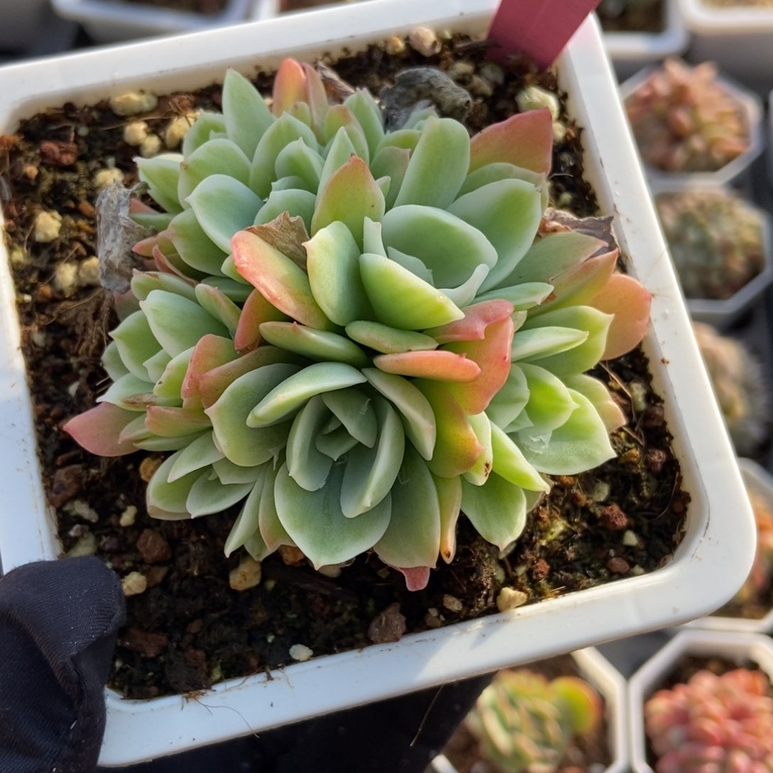 7277柠檬玫瑰多肉植物保护