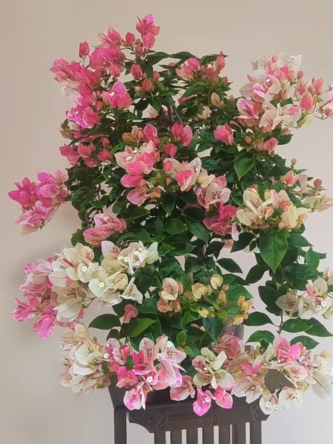 百变漳红樱三角梅