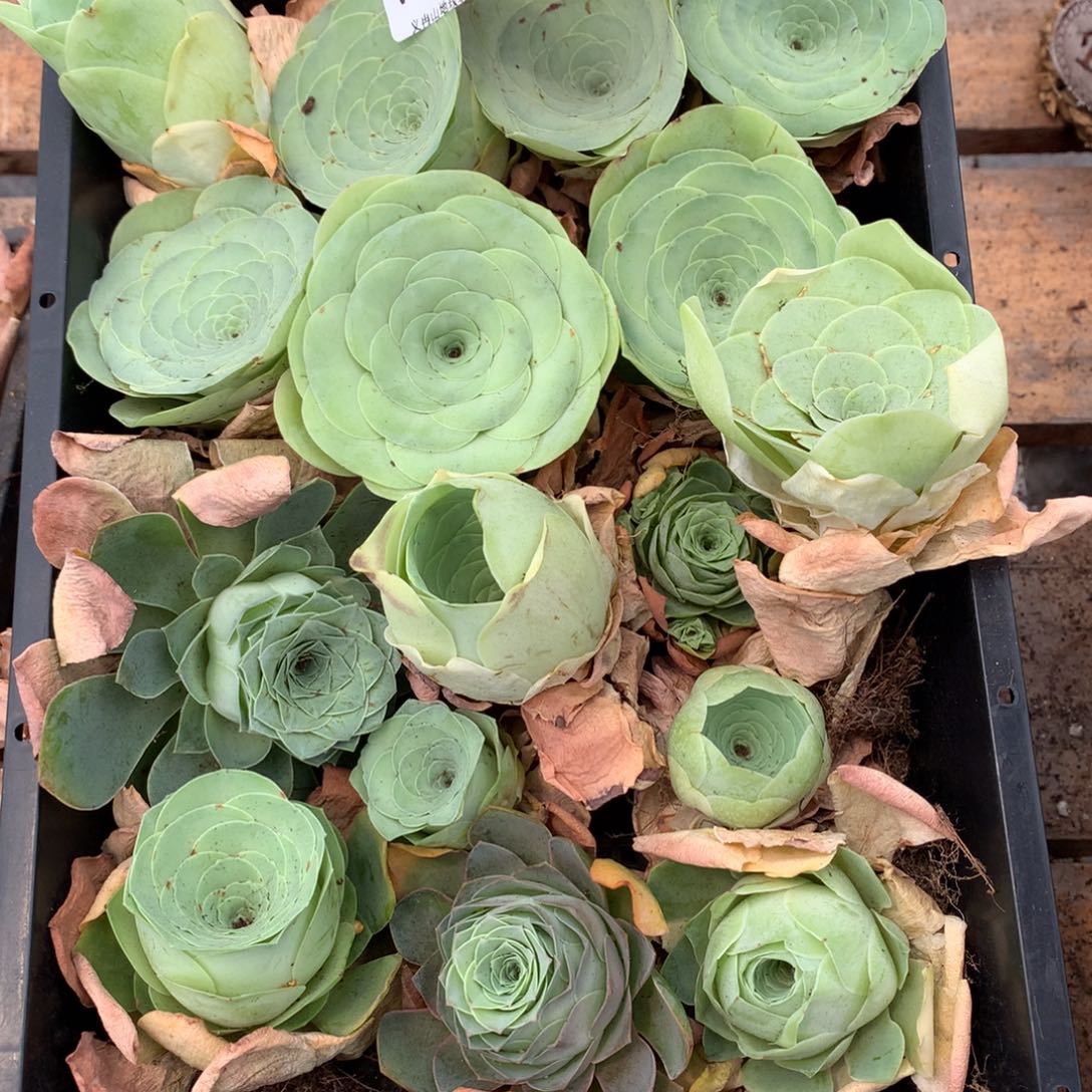 9108瑕疵处理不售后