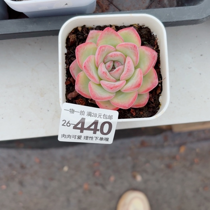 泡芙多肉无盆土发货无盆