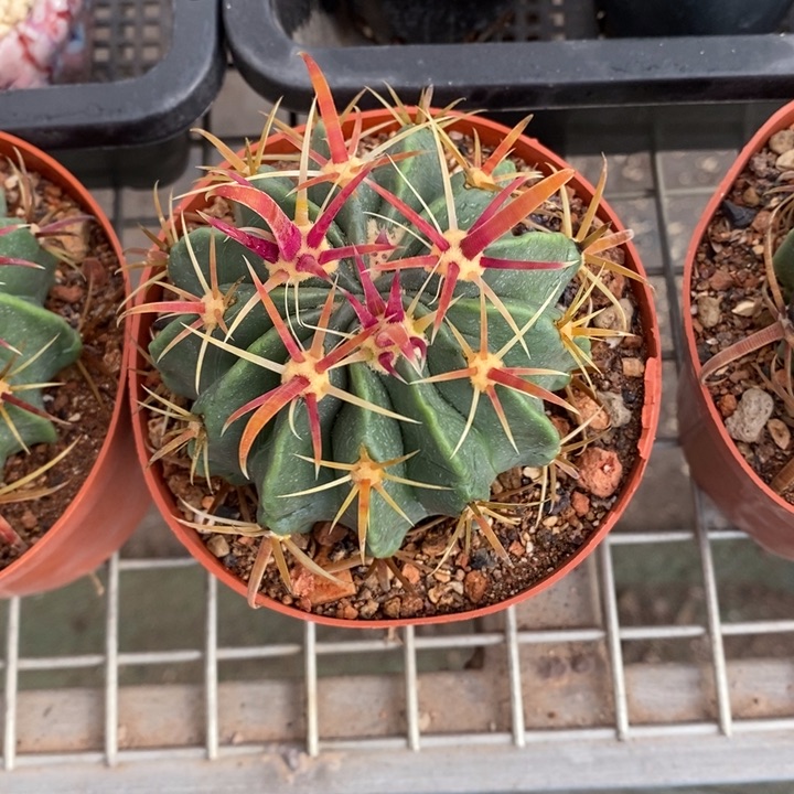 先****二伯克利和格蕾特等著名音乐家