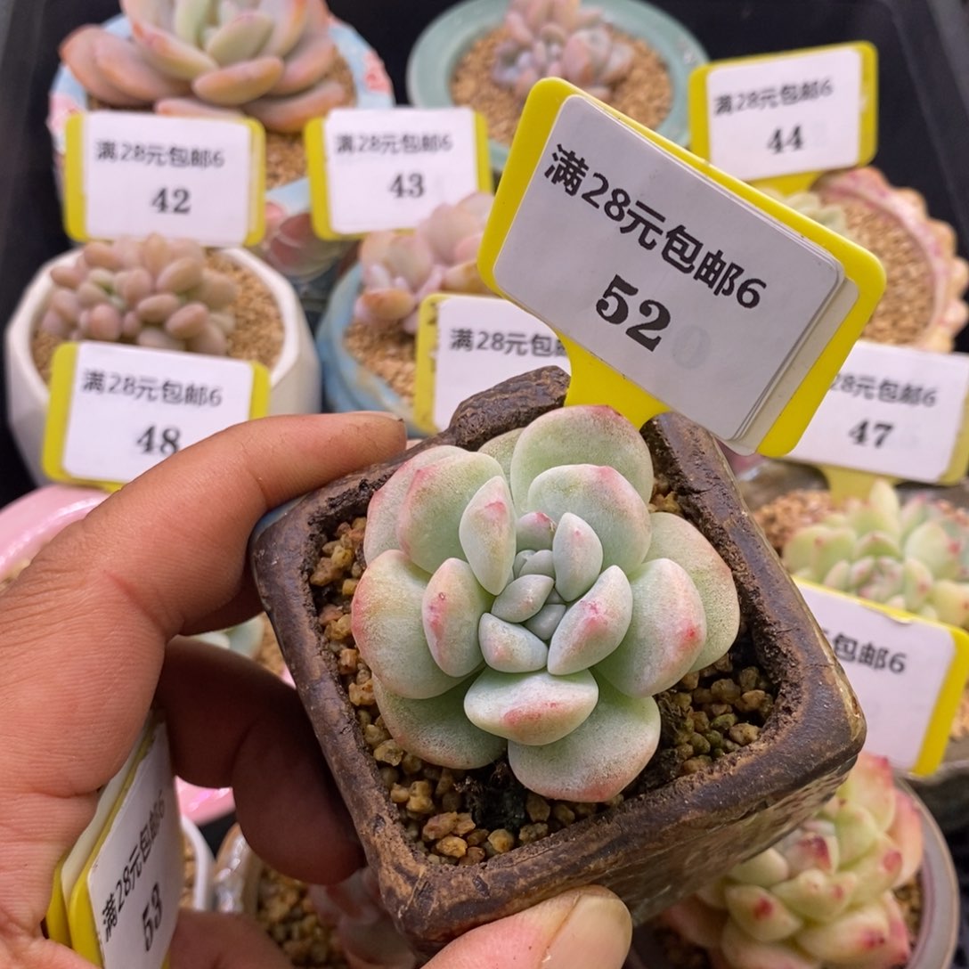 652老冰玉石化分心多肉