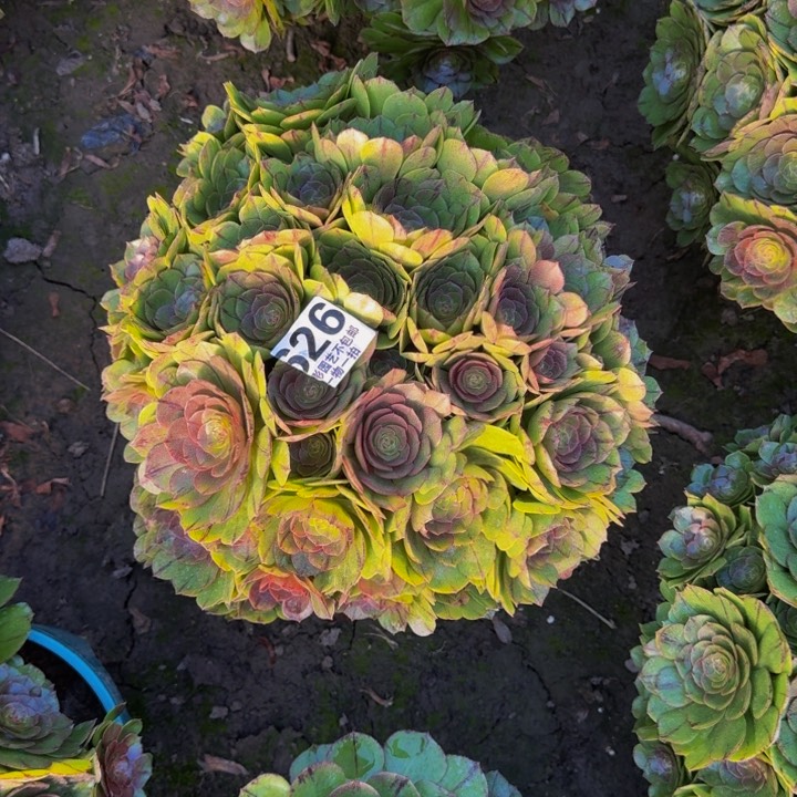 拉丝花27-40包邮花花