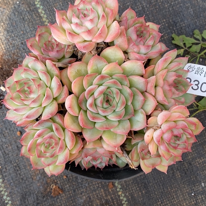 2309杂交老桩基地～12厘米