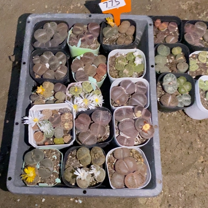 初***琪生石花的季节是最美775