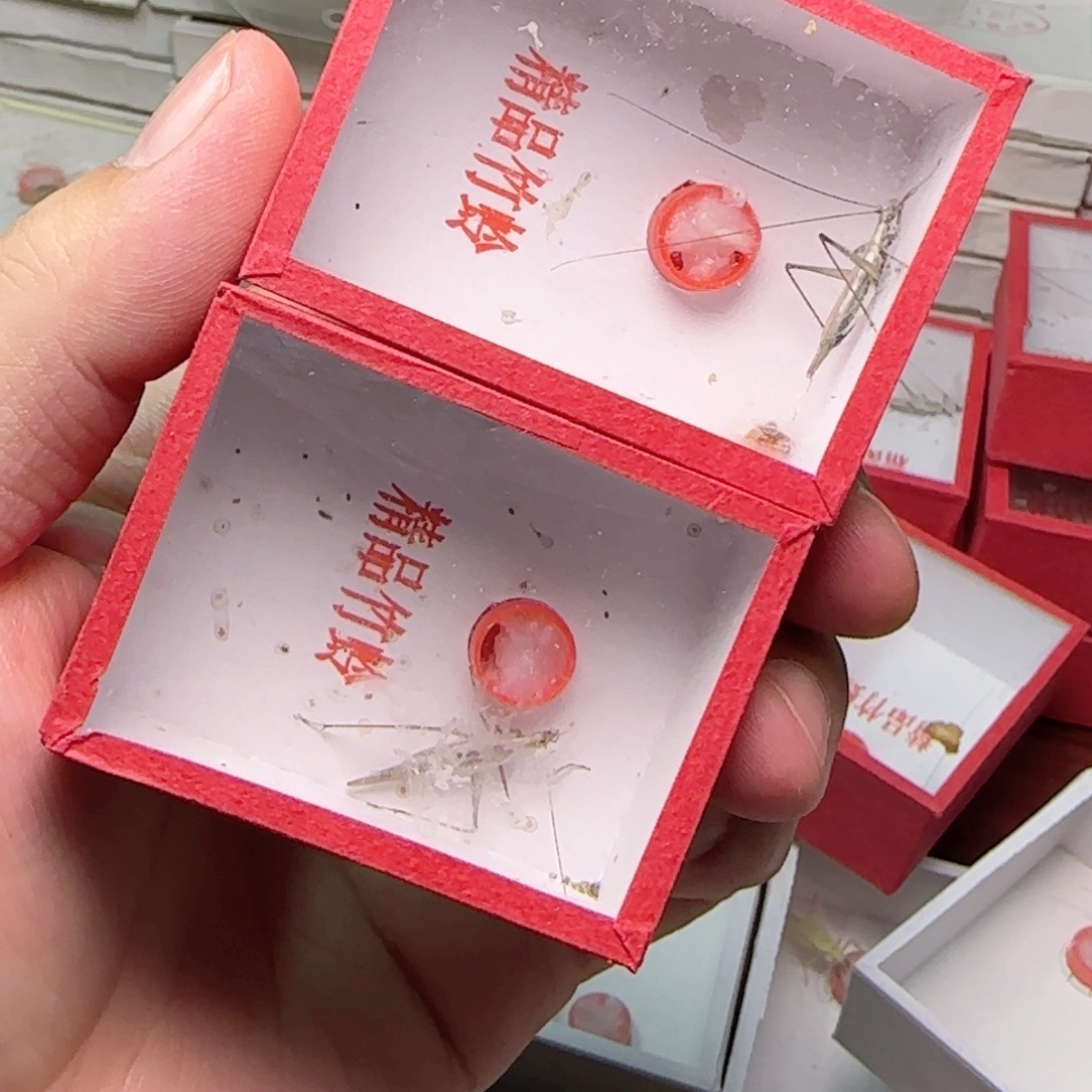黑紫竹蛉2只       
