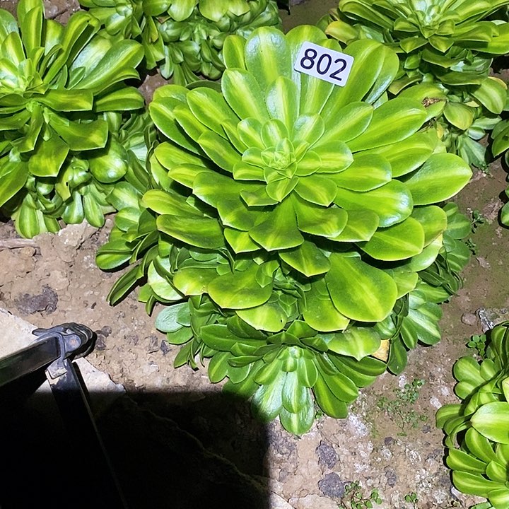 多肉植物法师802翡翠琉璃