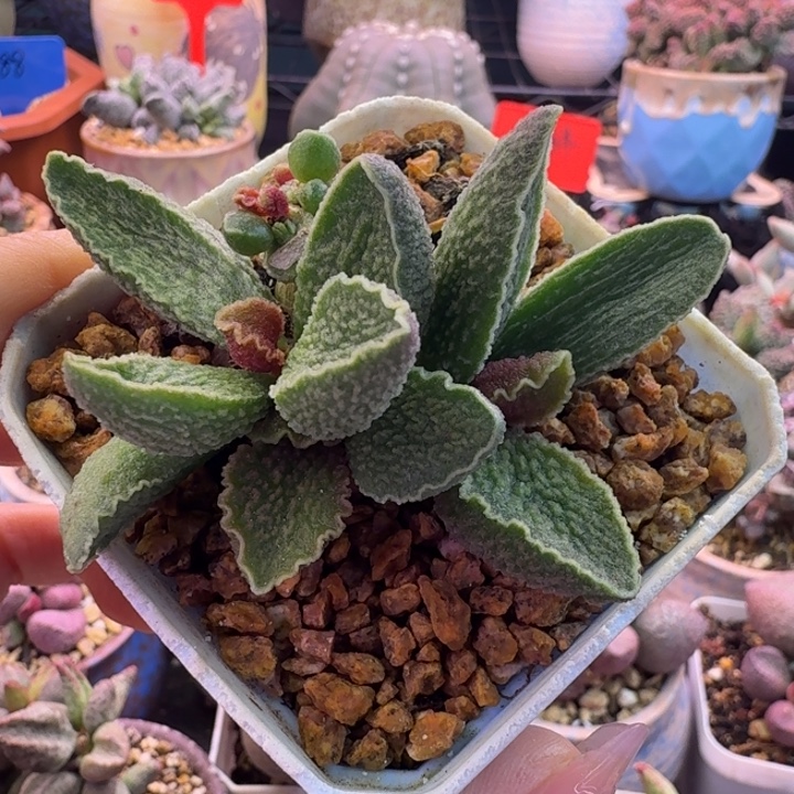 好***情            清。       