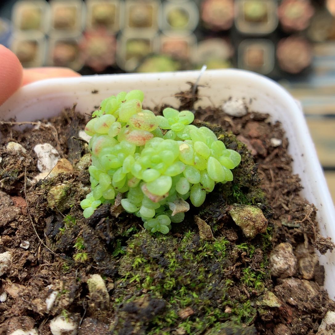 G73定繁葡萄叶麦杆Q88
