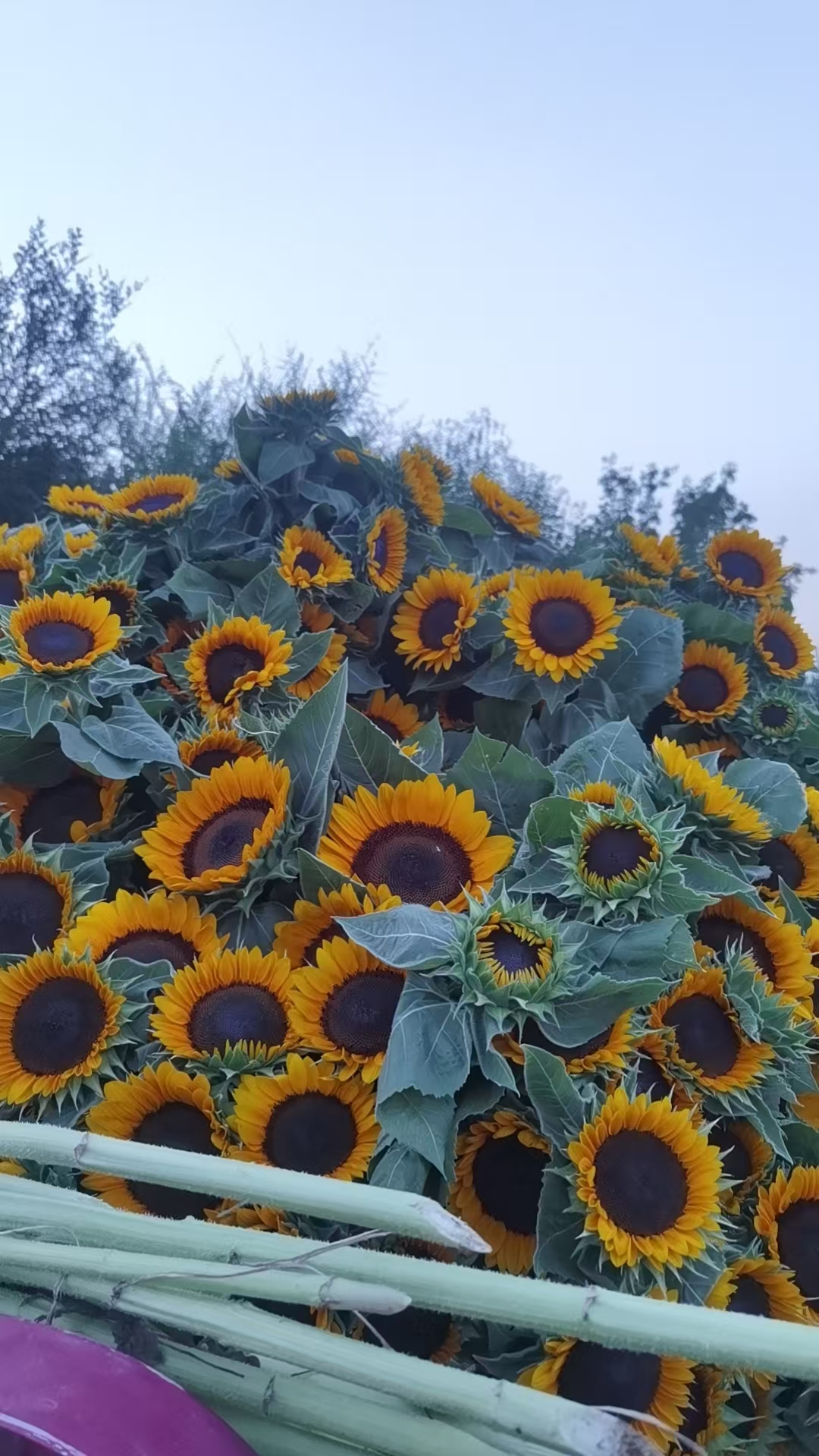 【向日葵太阳花】东北基地直发顺丰包邮一朵花开一片芬芳家用办公室