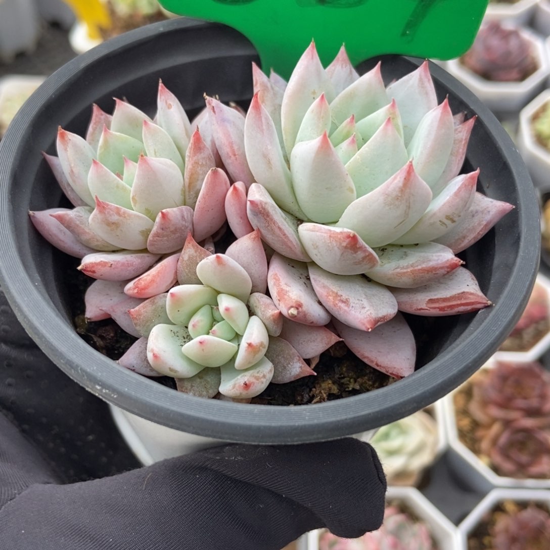 884粉蓝鸟多肉植物保护