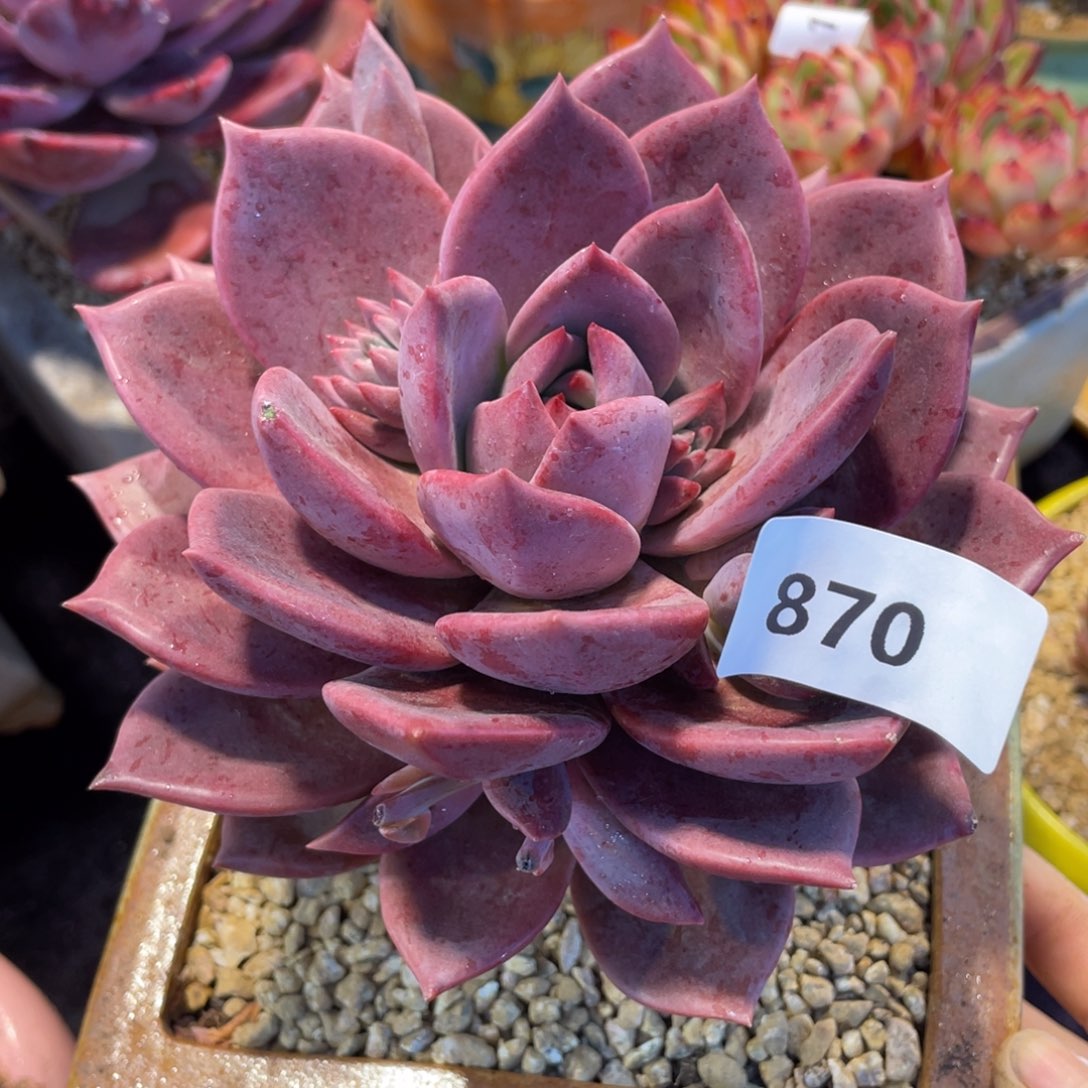 870红糖卡单头多肉植物