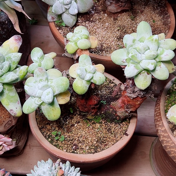 向***朵8263野拇指仙女杯多肉