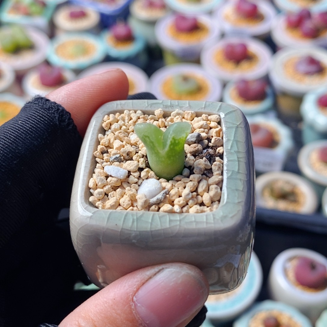 5259--一物一拍 带盆