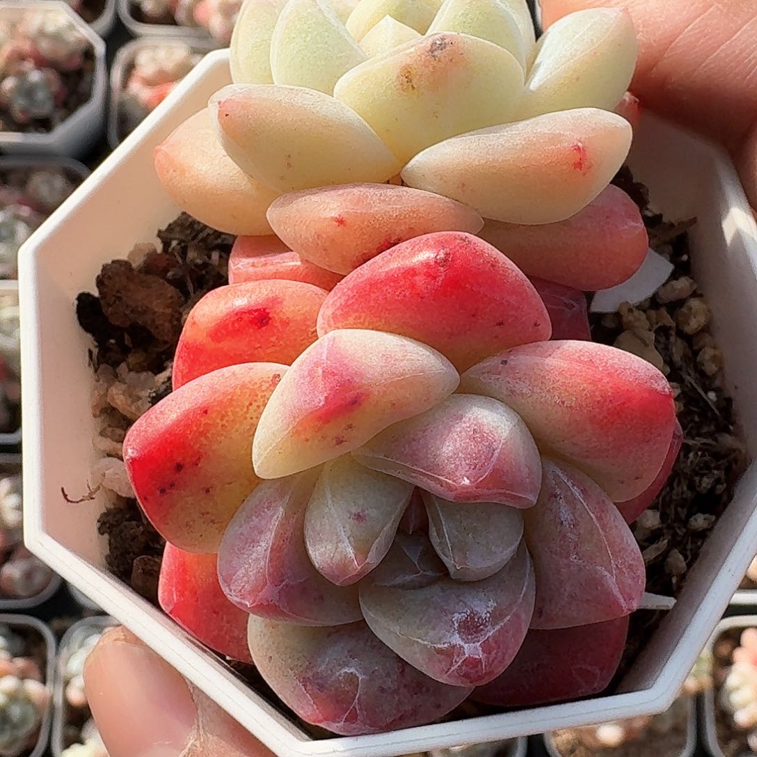 冰玉双头阴阳脸老桩