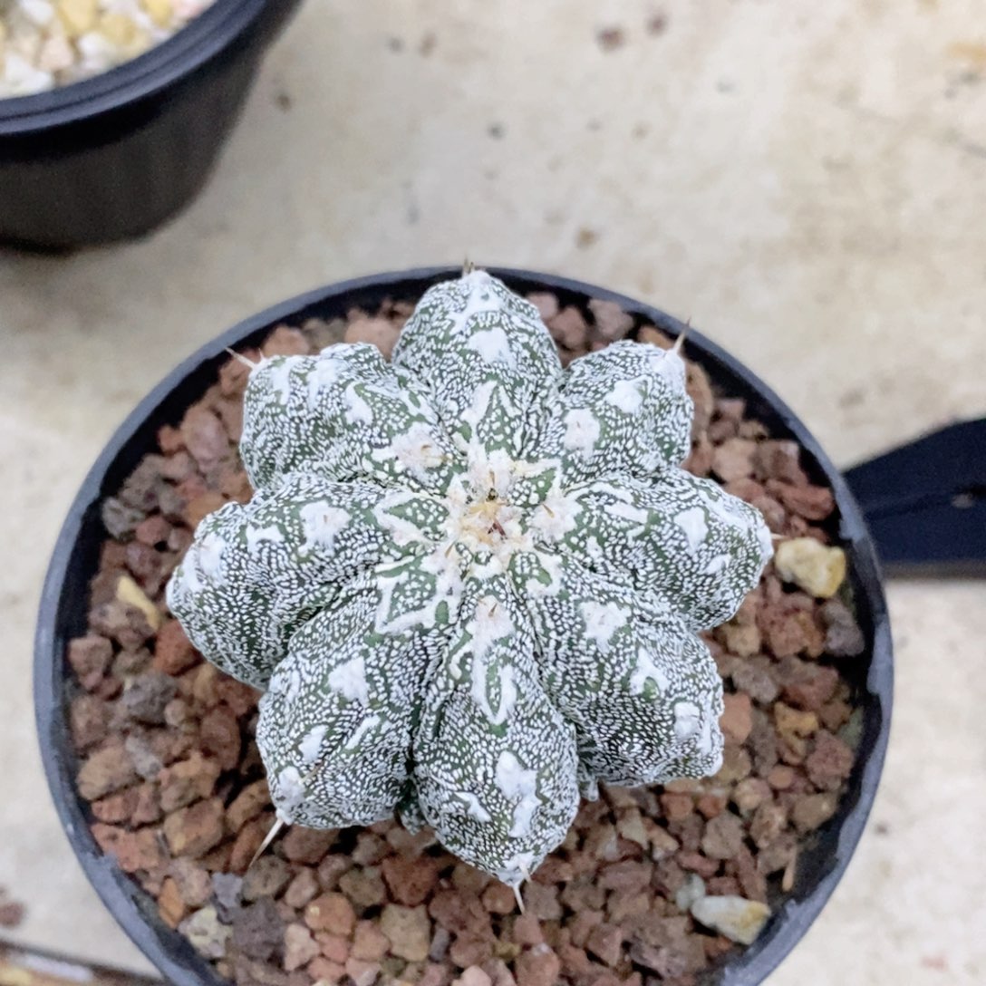 开***水仙人球嗯塚核桃带盆