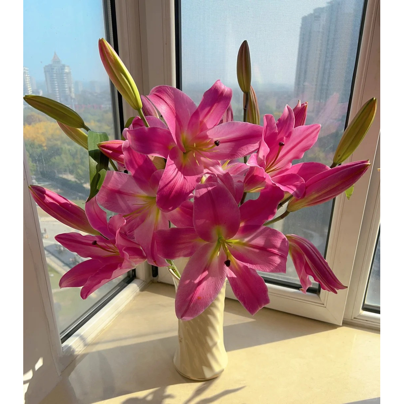【罗宾】香水百合 一单包邮 云南鲜花昆明基地现采现发