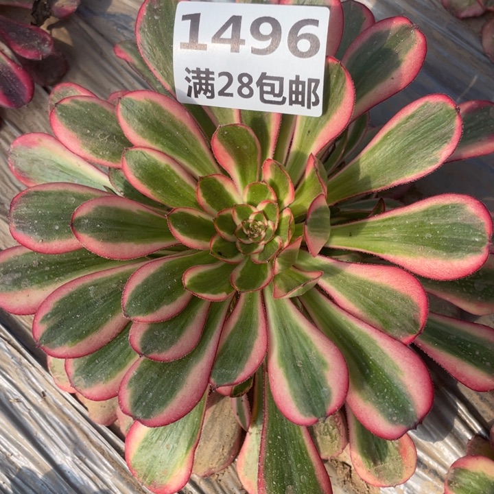 1496二号棚初恋多肉植物A