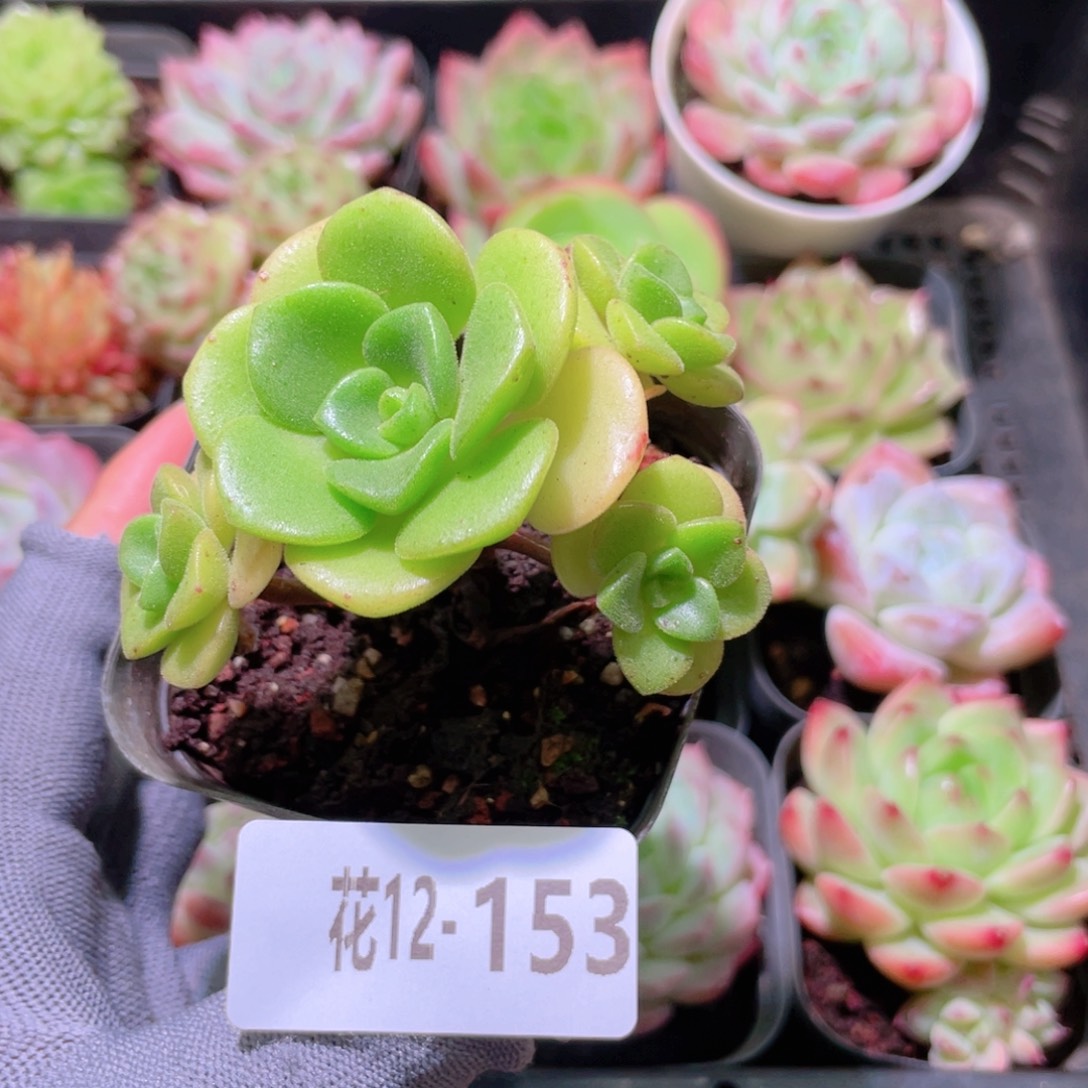 花利美12-153百合莉莉