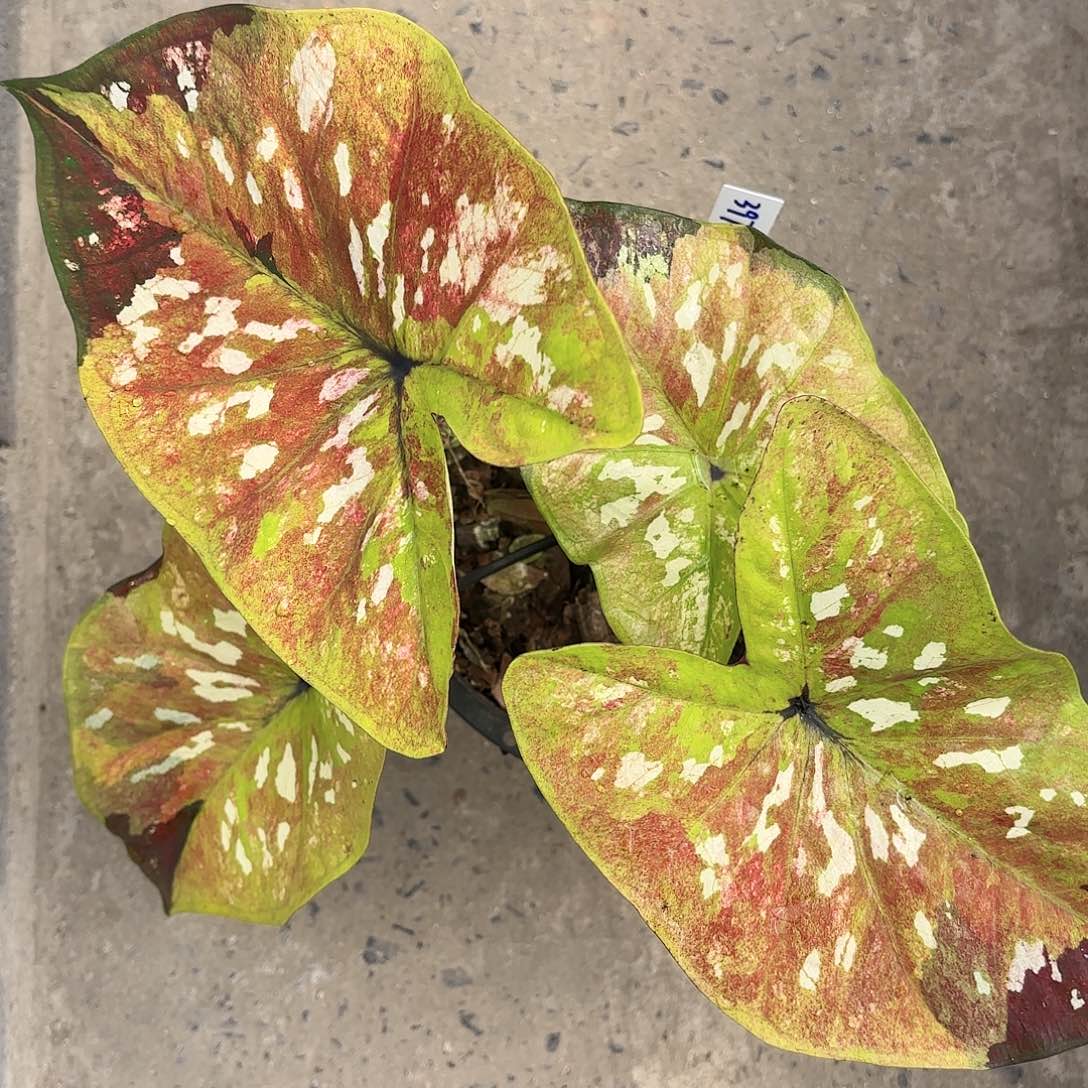 晓*，397-0117G1彩叶芋泰国发货