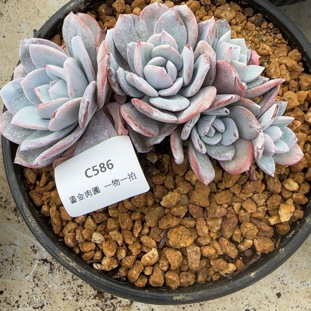 留***你C586奶茶5头       