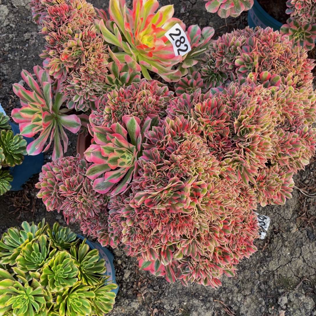 女巫法师16-///44包邮