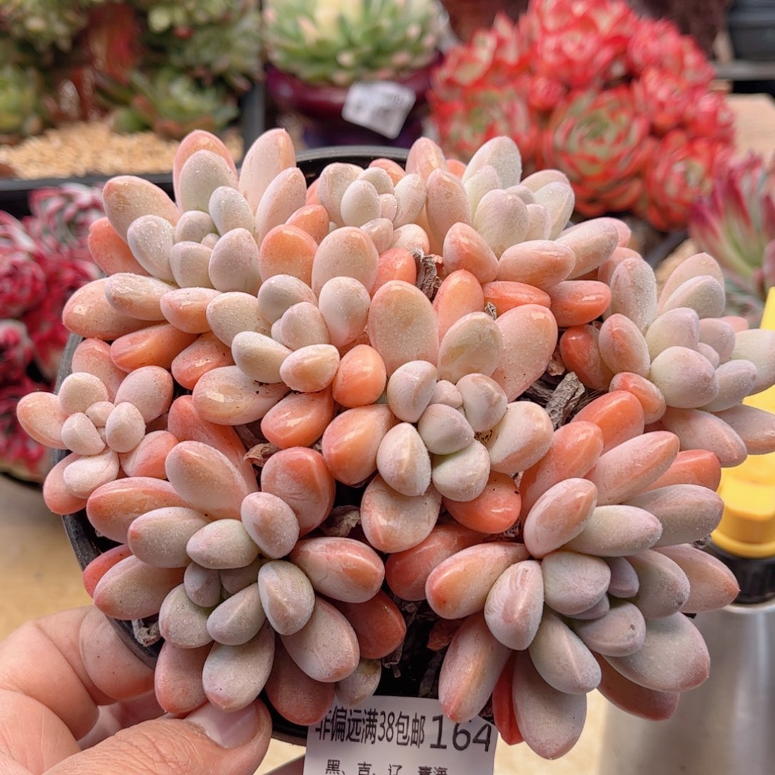 164香芋德华多肉