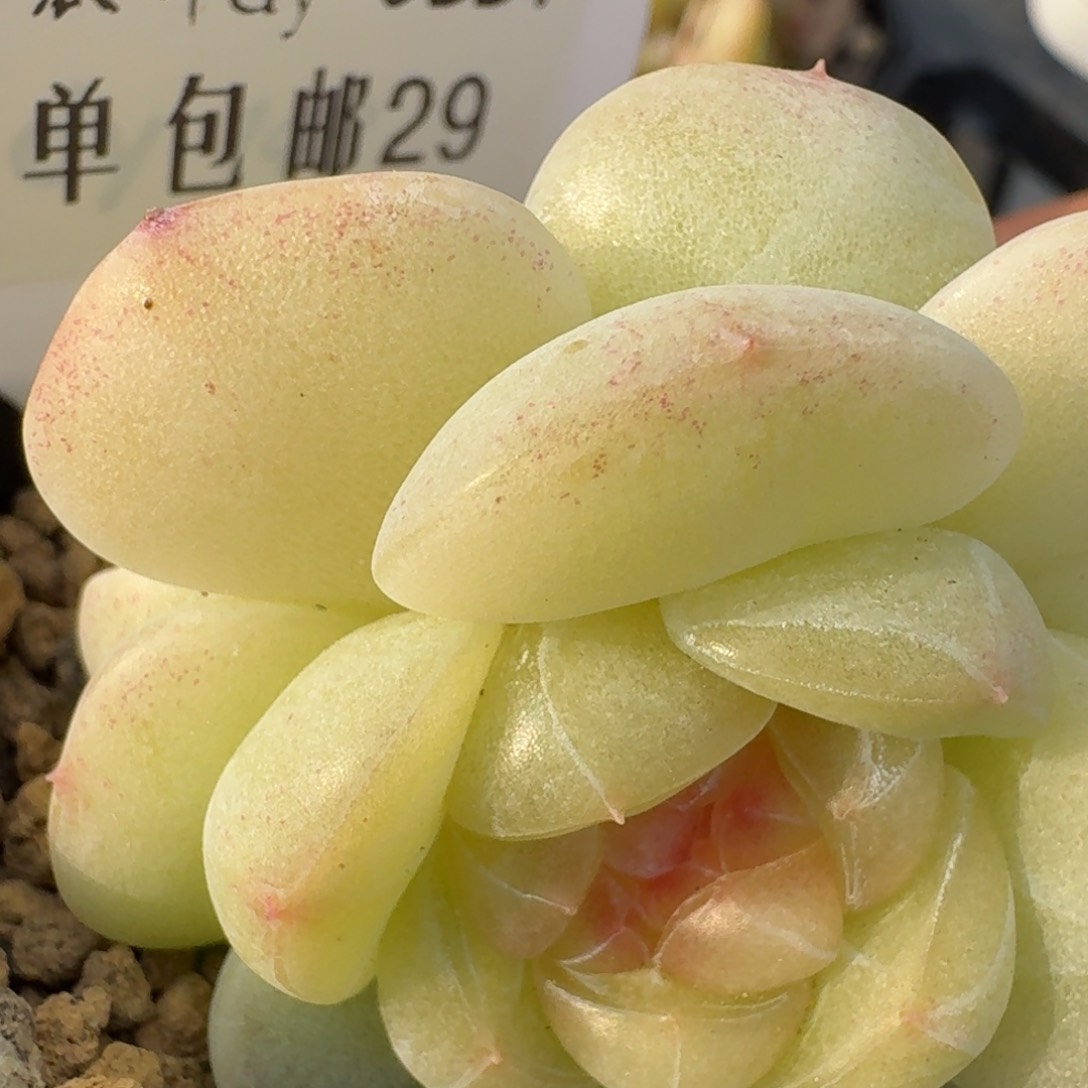 0224-029-荷包蛋双头