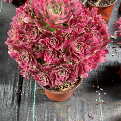 多肉植物男神锦。