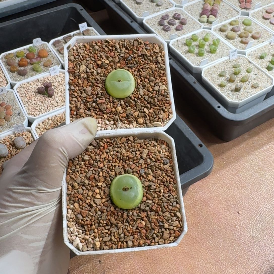 煮***茶1223-019拉登拉登拉登