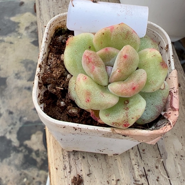 冰玉石化锦8多肉植物