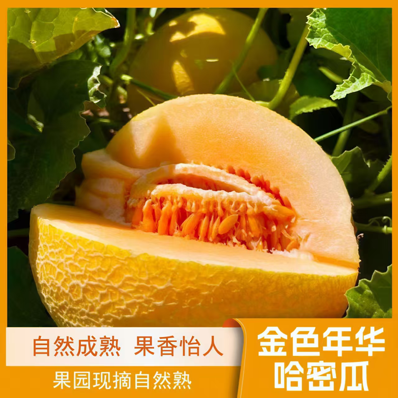 【金色年华】新疆哈密瓜新鲜当季水果脆甜多汁自然成熟