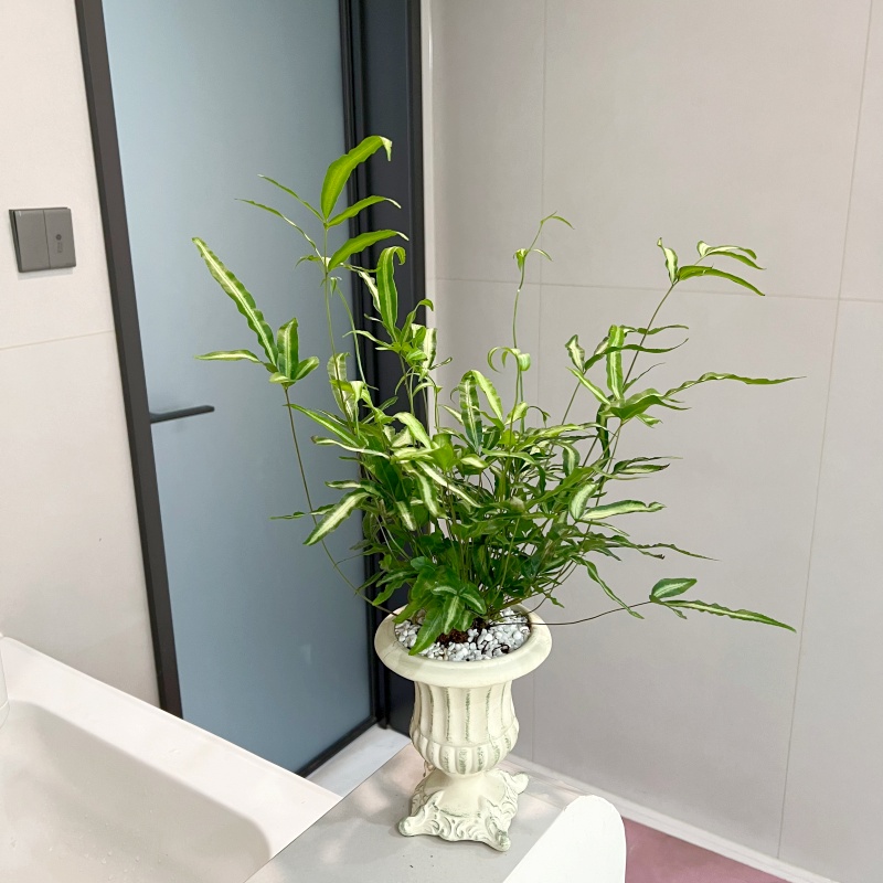 【喜阴】阿波银线蕨室内客厅桌面观叶蕨类植物净化空气特色绿植盆栽