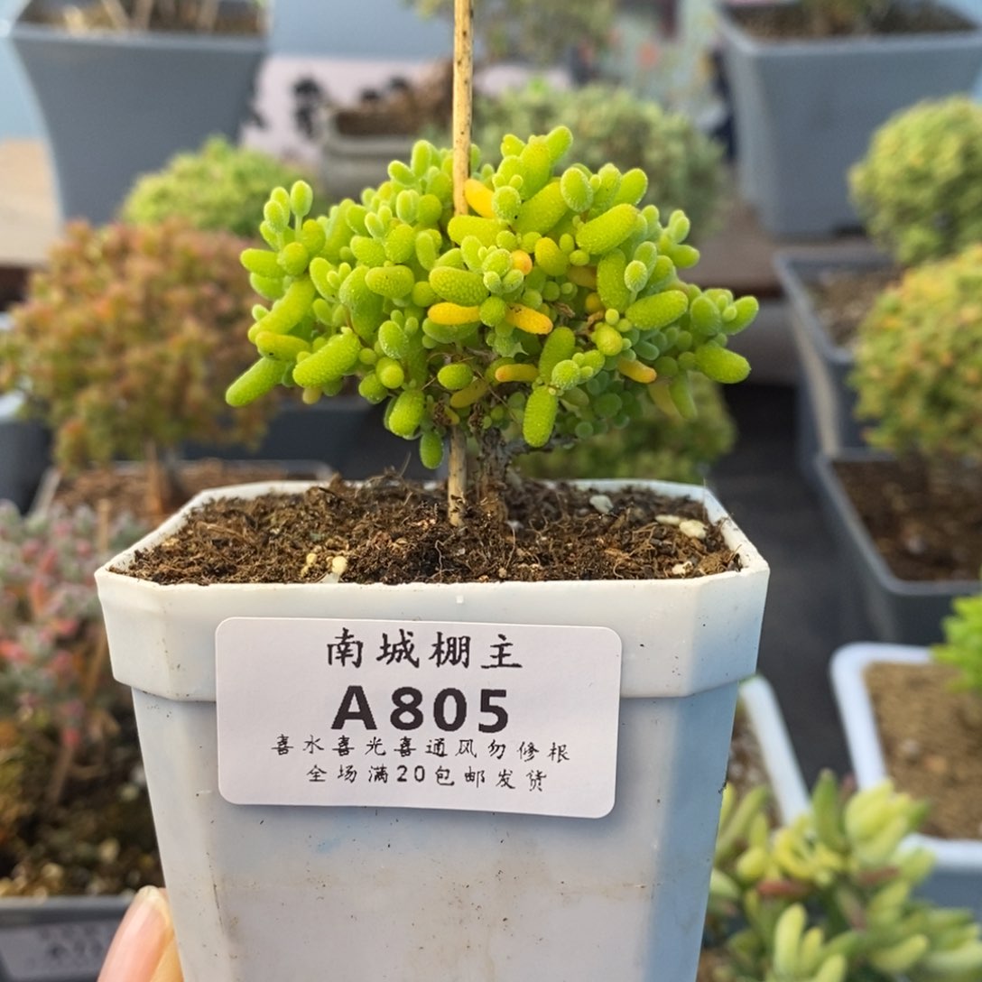 805金桔糖球枝干番杏