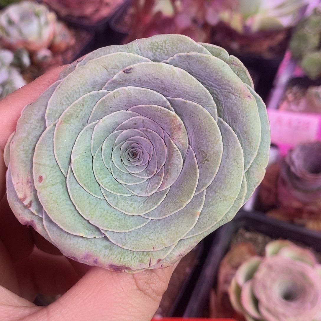 常***·yjj00089随单福利一物一拍