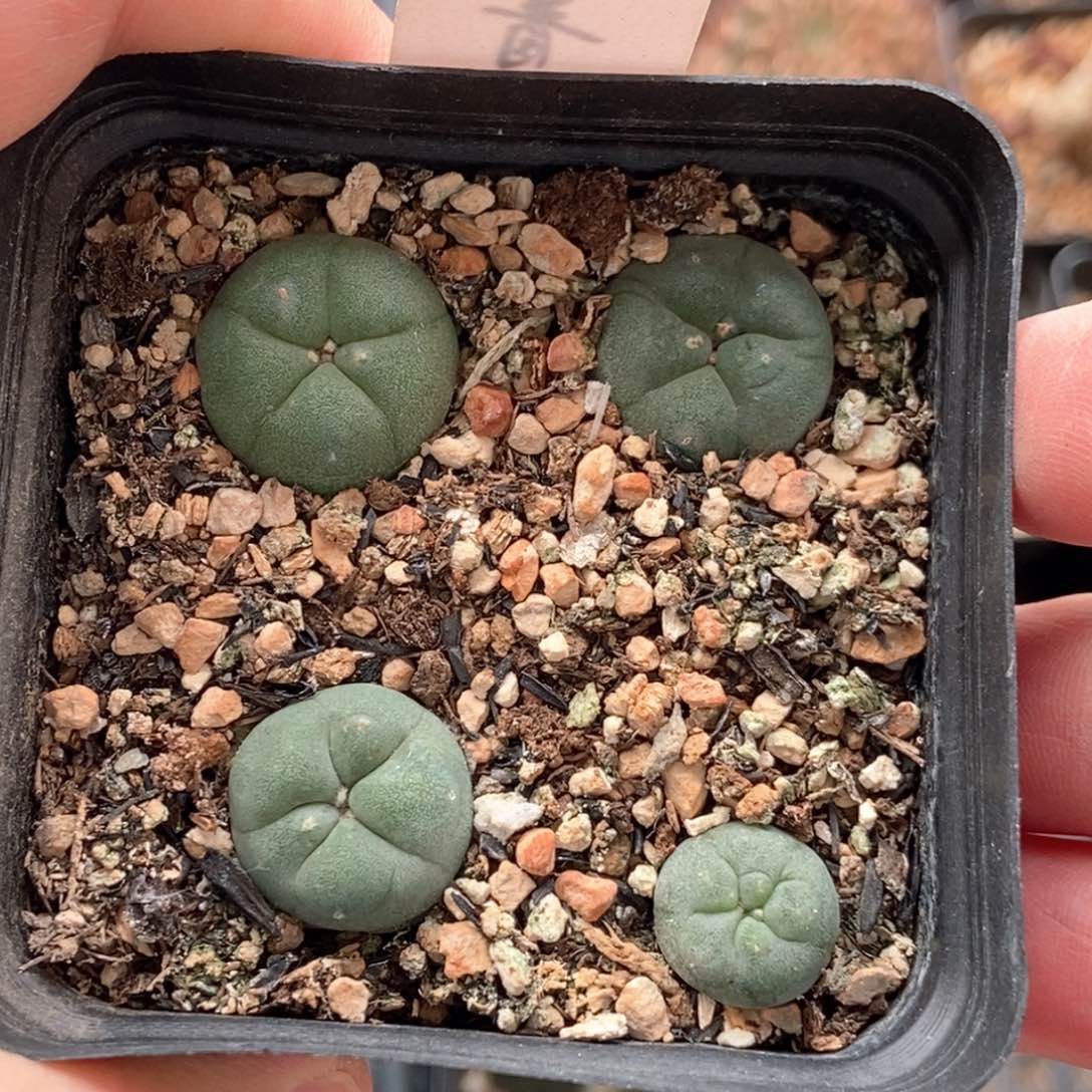 实生四颗海鲜668888