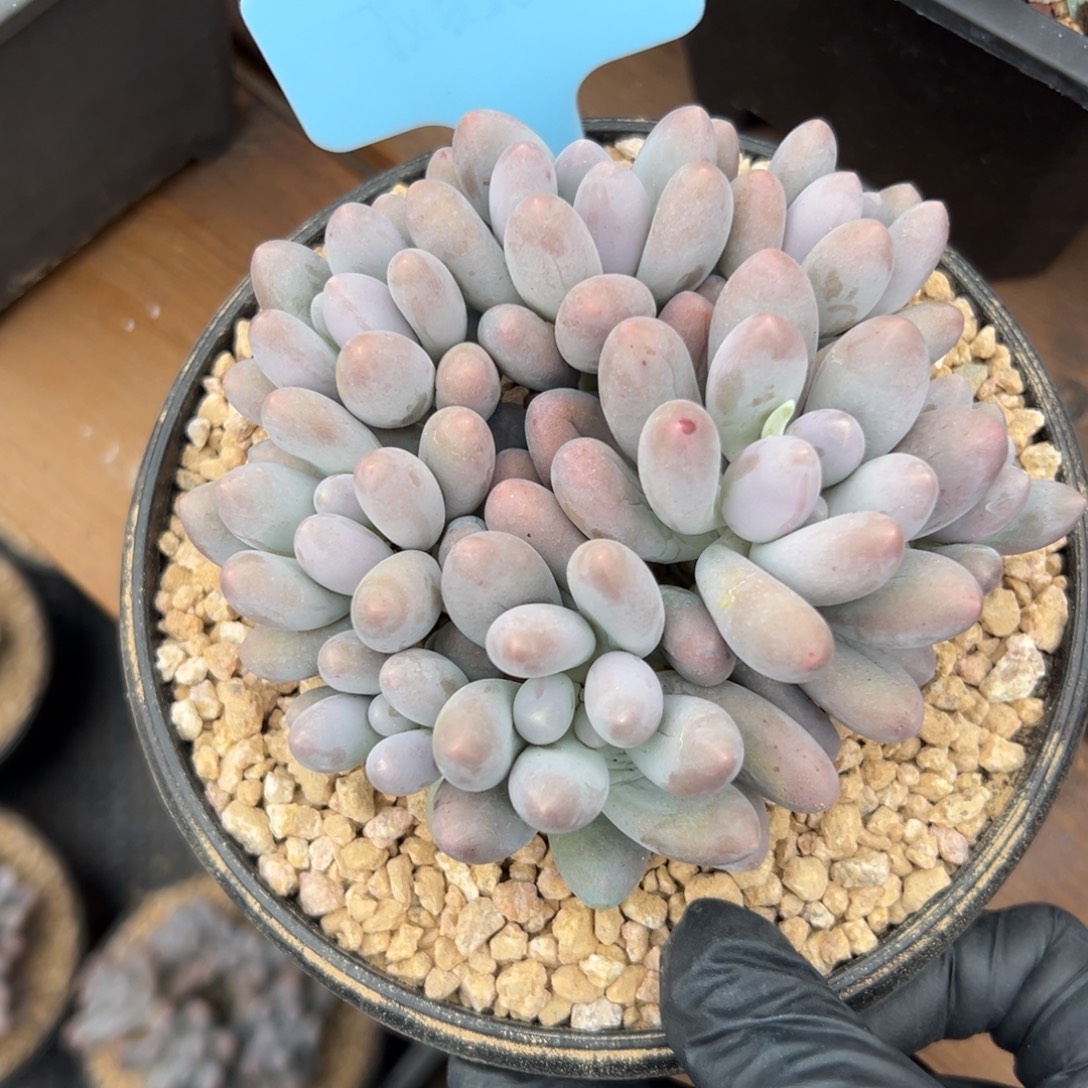 汤圆1111111111111111