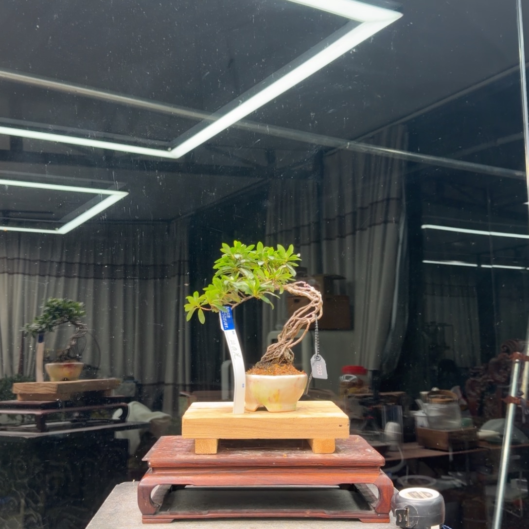 大***流无花朵花卉苗木花卉苗木