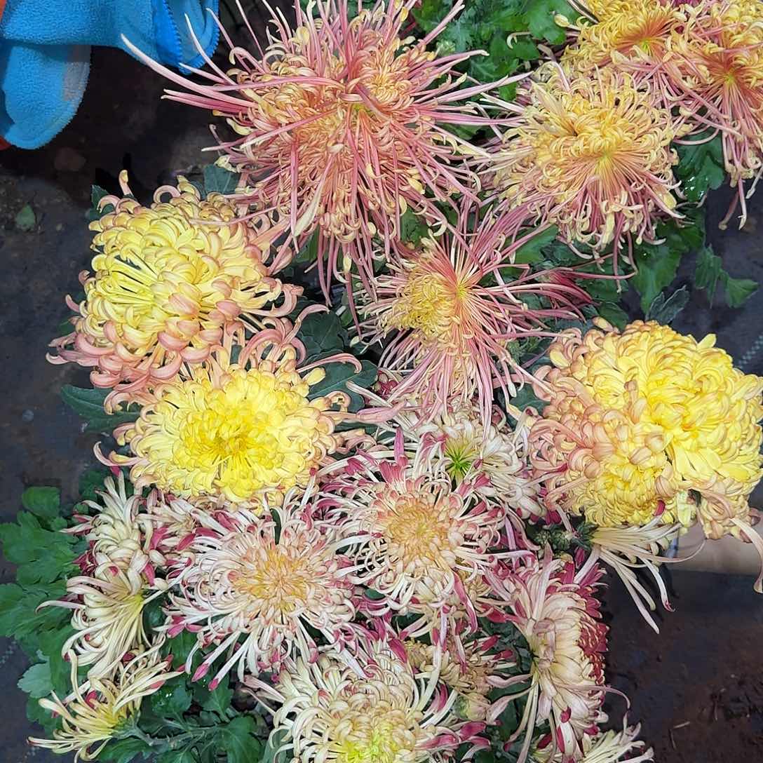 全部花朵F00000001