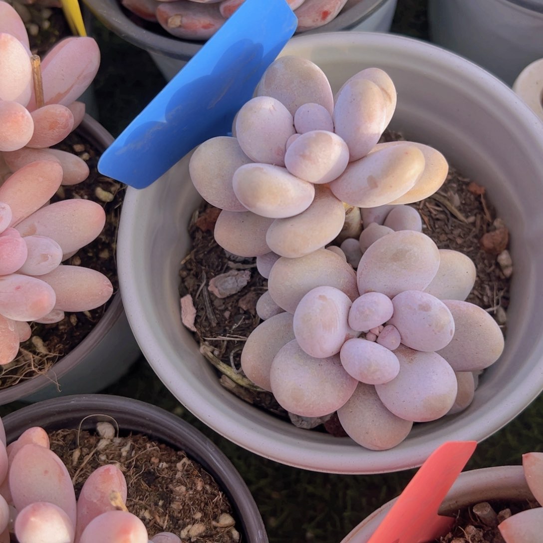 香玉等多种名贵的产品和