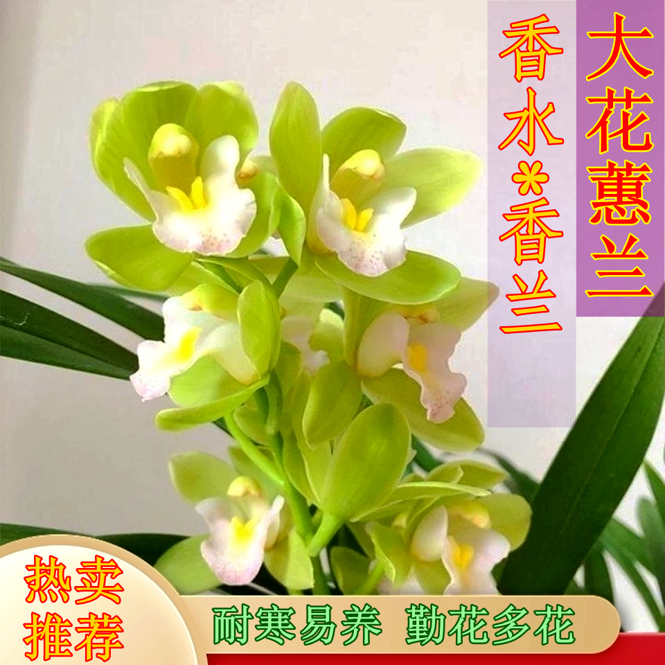 【大爆盆翡翠香兰】香水香兰室内外高端精品兰花浓香型好养四季开花