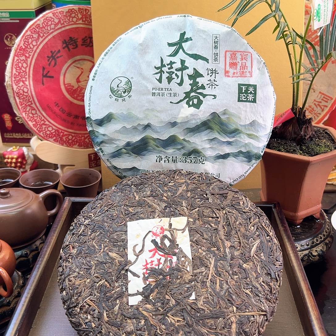 2024年下关大树春375克生茶